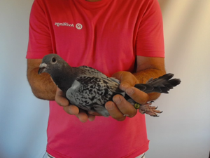 Pigeon image