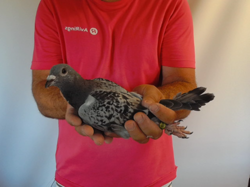 Pigeon image