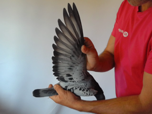 Pigeon image