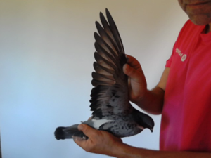 Pigeon image