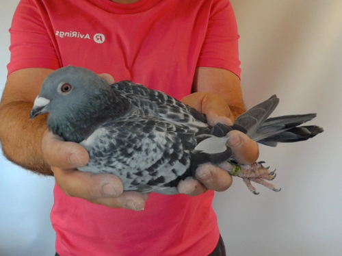 Pigeon image