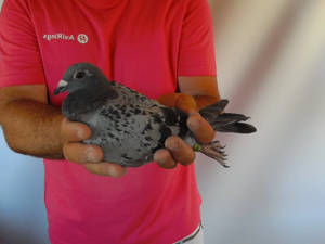 Pigeon image