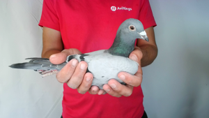 Pigeon image