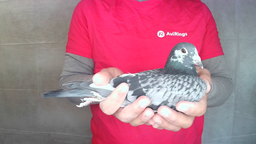 Pigeon image