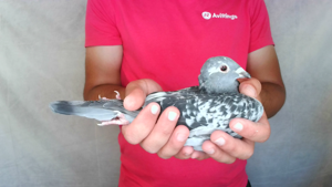 Pigeon image
