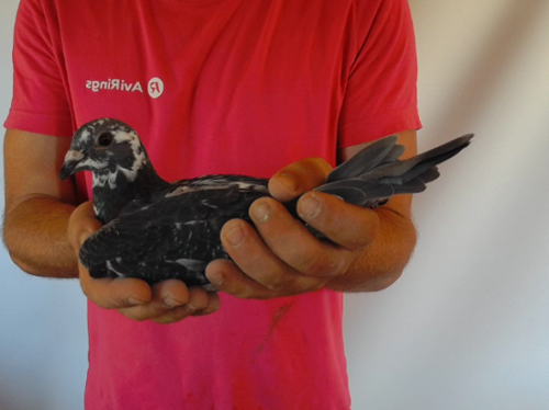 Pigeon image