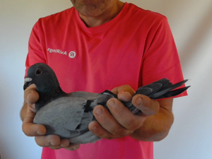 Pigeon image
