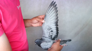 Pigeon image