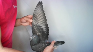 Pigeon image