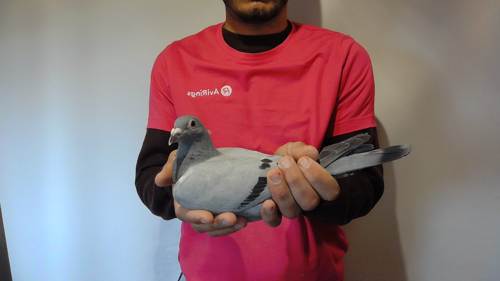 Pigeon image