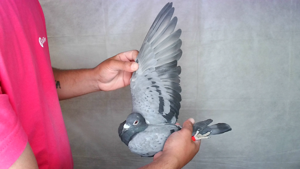 Pigeon image