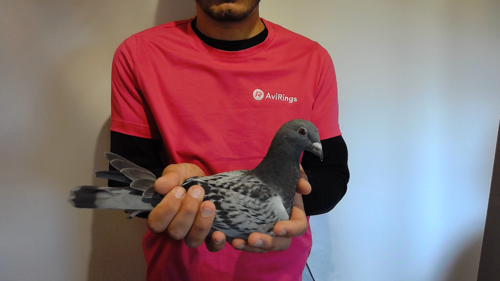 Pigeon image