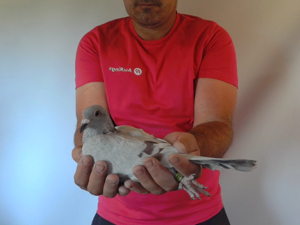 Pigeon image