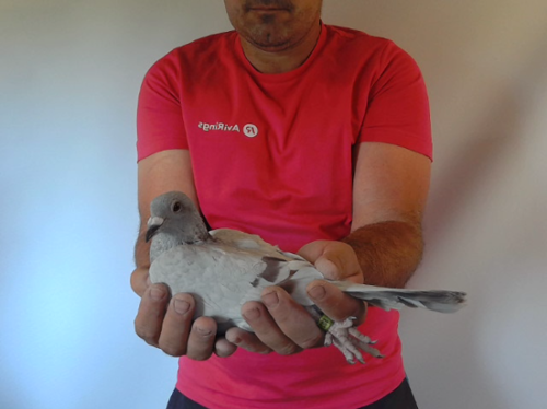 Pigeon image
