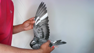 Pigeon image