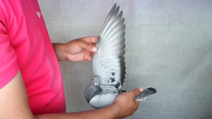 Pigeon image