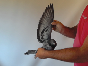 Pigeon image
