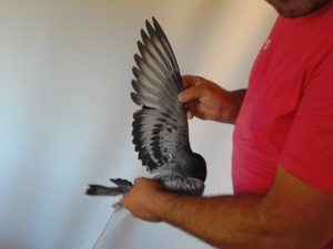 Pigeon image