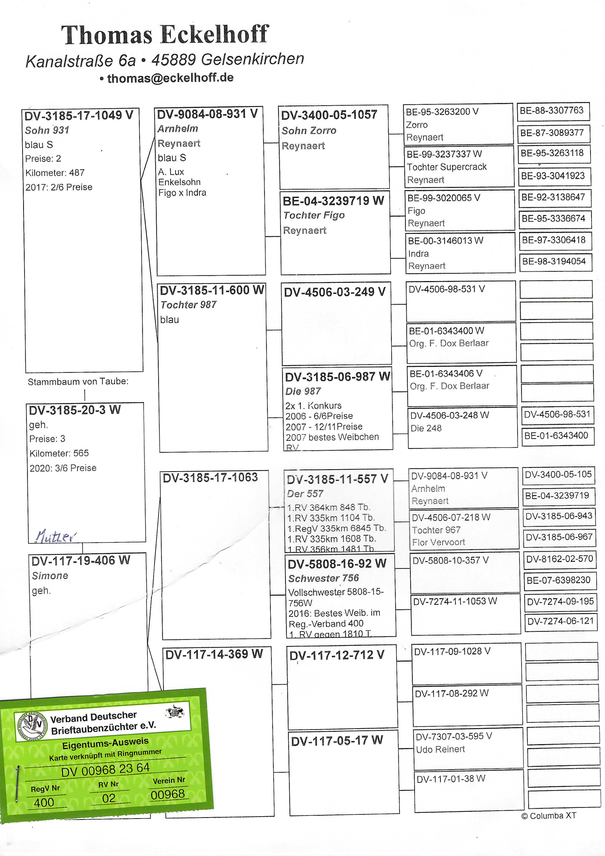 Pigeon pedigree image
