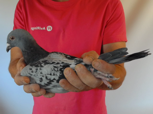 Pigeon image