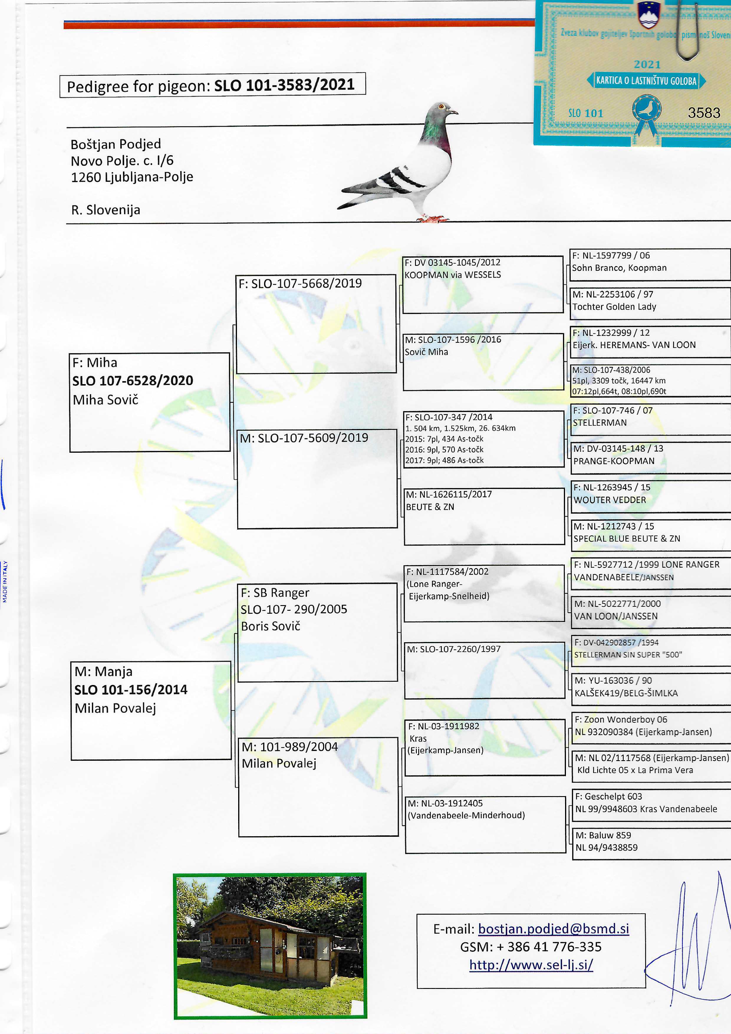 Pigeon pedigree image