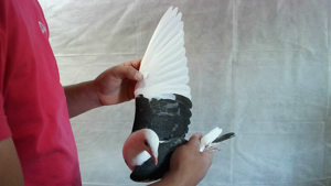 Pigeon image