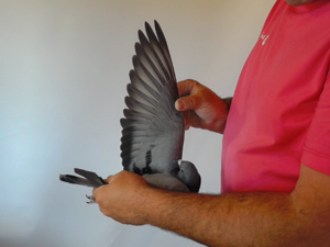 Pigeon image