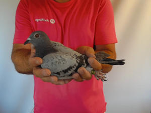 Pigeon image