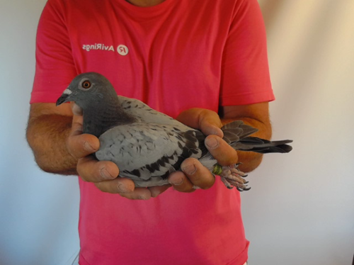 Pigeon image