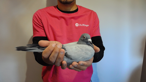 Pigeon image