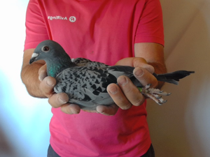 Pigeon image