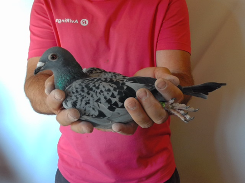 Pigeon image