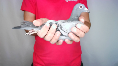 Pigeon image