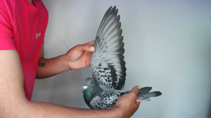 Pigeon image