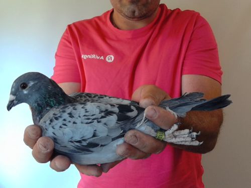 Pigeon image