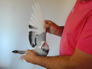 Pigeon image