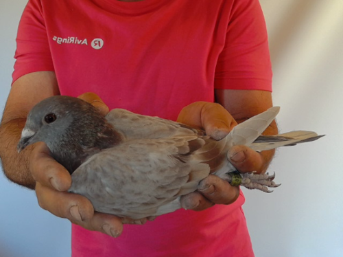 Pigeon image