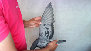 Pigeon image