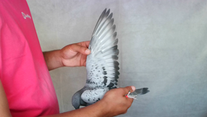 Pigeon image