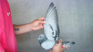 Pigeon image