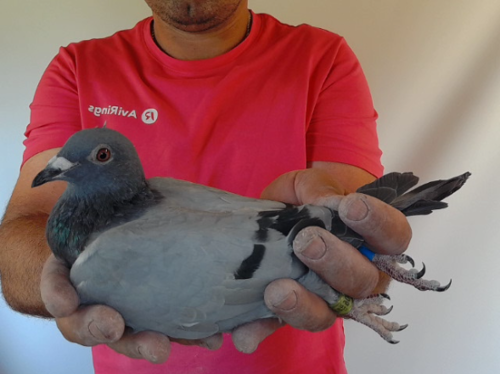 Pigeon image