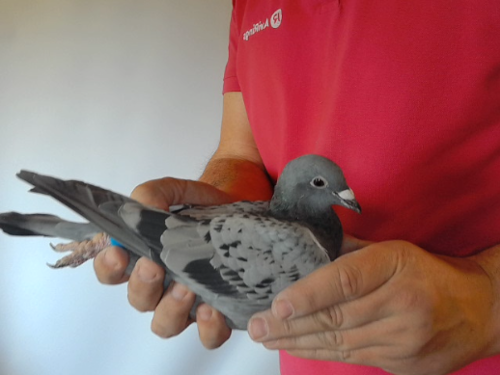 Pigeon image