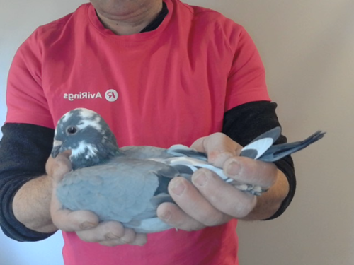 Pigeon image