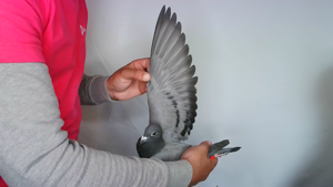 Pigeon image