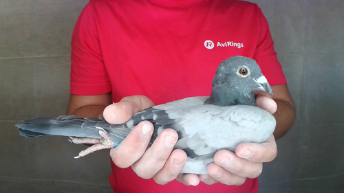Pigeon image