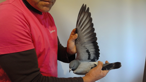 Pigeon image