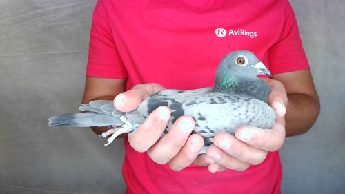 Pigeon image