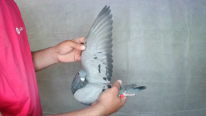 Pigeon image