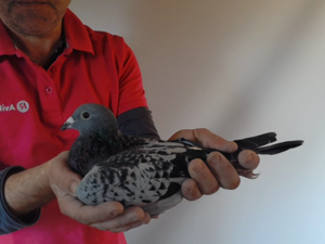 Pigeon image