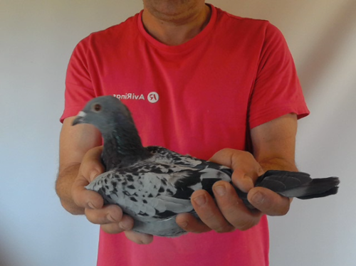 Pigeon image